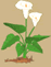 Arum Lily