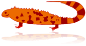 Iguana backpackers hostel icon